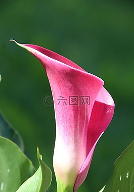花,漏斗,漏斗花