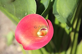花,漏斗,漏斗花