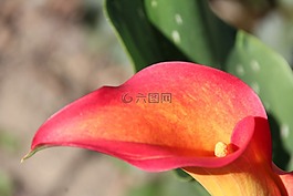 花,漏斗,漏斗花