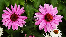 鲜花,紫色金光菊,粉红色