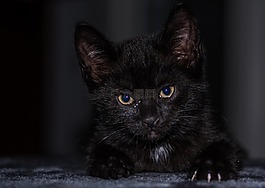 宝贝猫,猫宝贝,小猫