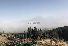 森林背景,景观,森林