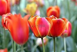 红色,橙色,花