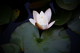 莉莉,花,湖