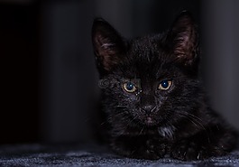 宝贝猫,猫宝贝,小猫