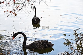 天鹅,黑天鹅,红叶