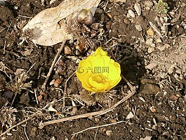阿穆尔福寿,远东阿穆尔福寿,鲜花