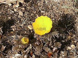 阿穆尔福寿,远东阿穆尔福寿,鲜花