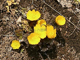 阿穆尔福寿,远东阿穆尔福寿,鲜花