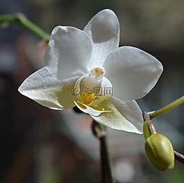 蝴蝶兰杂交,蝴蝶兰,兰花