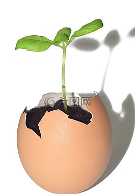 树,小,招标