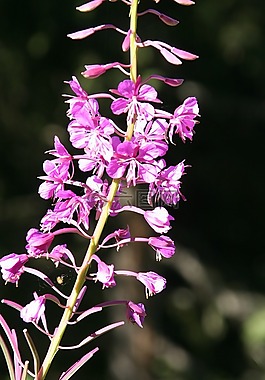 山蒜花