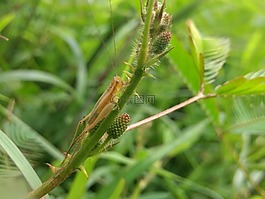 自然,图片,动物