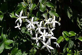 茉莉花,花,花园