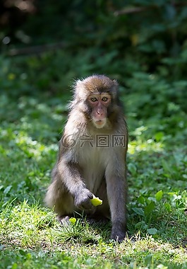 猴子,森林,草地