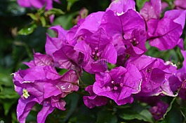 淡紫色的花,性质,花