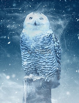 雪猫头鹰,猫头鹰,谷仓猫头鹰