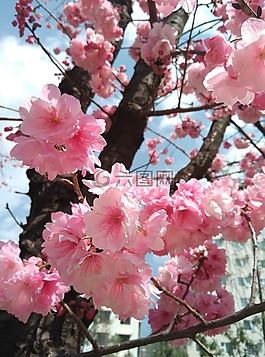 樱花,粉色,春天