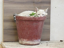小猫,动物,搞笑