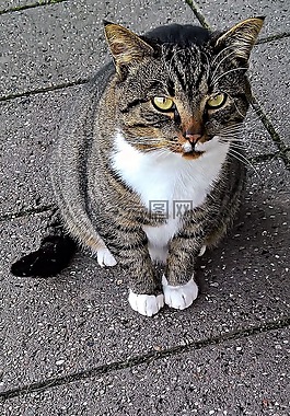 猫,宠物,杂种猫