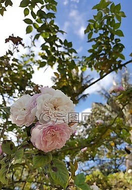 罗莎,白玫瑰,花