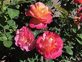 波特兰,日本,花园