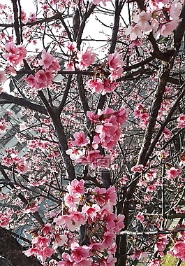 台灣,東湖,櫻花