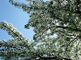 棵开花的树,树,鲜花