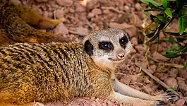 猫鼬,动物,可爱