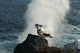 信天翁,更多,水