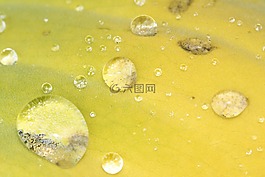 颜色,黄色,特写