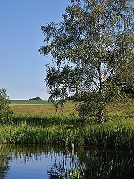 早晨,夏天,池塘