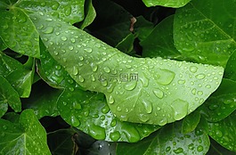 叶子,绿叶,雨滴
