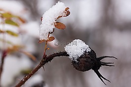 玫瑰果,罗莎犬,水果