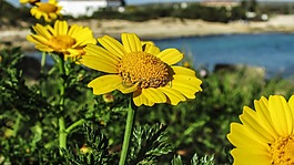 山金车花,花,开花