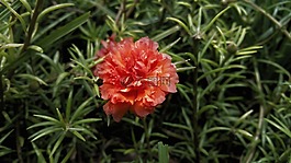 花,红色,橙色