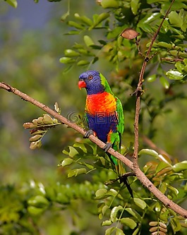 彩虹澳洲鹦鹉,鹦鹉,色彩缤纷