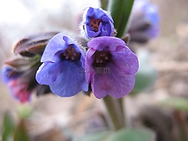 花,田花,自然