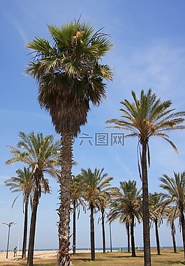 巴伦西亚,malvarrosa 海滩,手掌