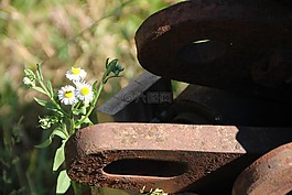金属,花,生锈
