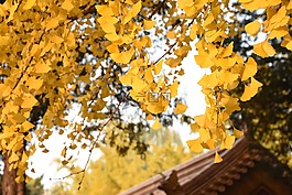 银杏树,秋天,黄叶