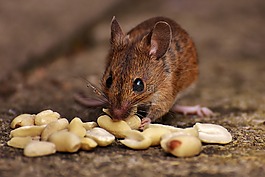 木鼠,啮齿动物,nager