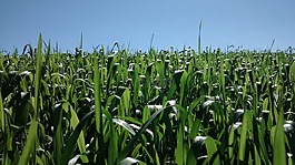 玉米,农业,作物