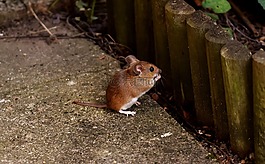 木鼠,啮齿动物,nager