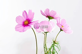 cosmea,花,开花