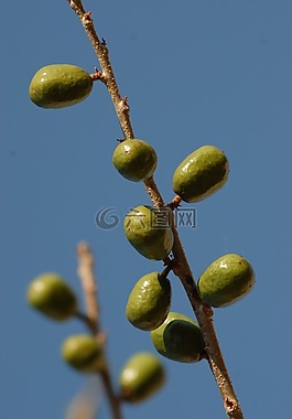 李子,树,分支机构