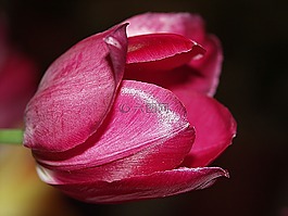 郁金香,粉色,春天的花朵