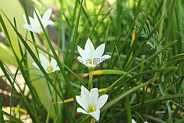 洁白的花朵,花,小花