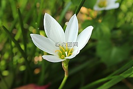 洁白的花朵,花,单