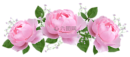 花,花的,玫瑰